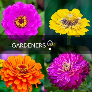 กระถางดอกไม้ zinnia 5แพ็คสำหรับใช้ในบ้านและสวนกลางแจ้งดึงดูดผีเสื้อและผึ้งสำหรับใช้ในบ้านหรือพื้น - Product Image 4