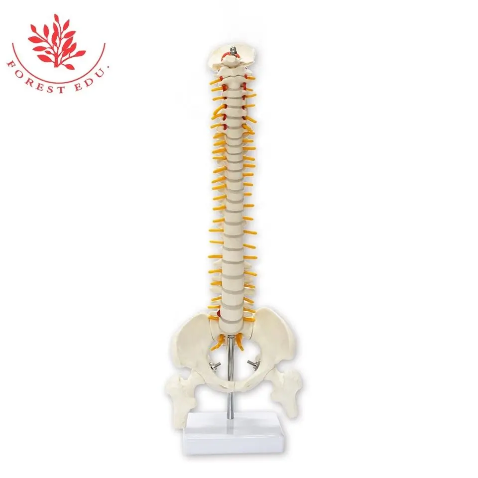 FRT017 modello anatomico umano colonna vertebrale modello 45cm colonna vertebrale con ossa delle gambe modello di scienza medica in plastica