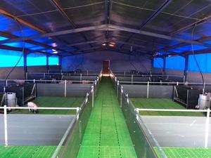 Peralatan Peternakan Babi Berkualitas Tinggi Pena atau Peti untuk Menyapih Anak Babi - Product Image 2