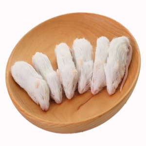 Ratones Congelados para Mascotas Serpientes Lagartos Ranas Tortugas Cocodrilos Halcones Gatos y Alimentos para Reptiles - Product Image 4