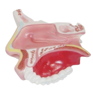 ADA <b>Medical</b> Model Life-Size Heart Nasal Cavity Anatomical Models ADA-307A/ADA-309 for Disease Demonstration <b>Medical</b> Teaching - Product Image 6