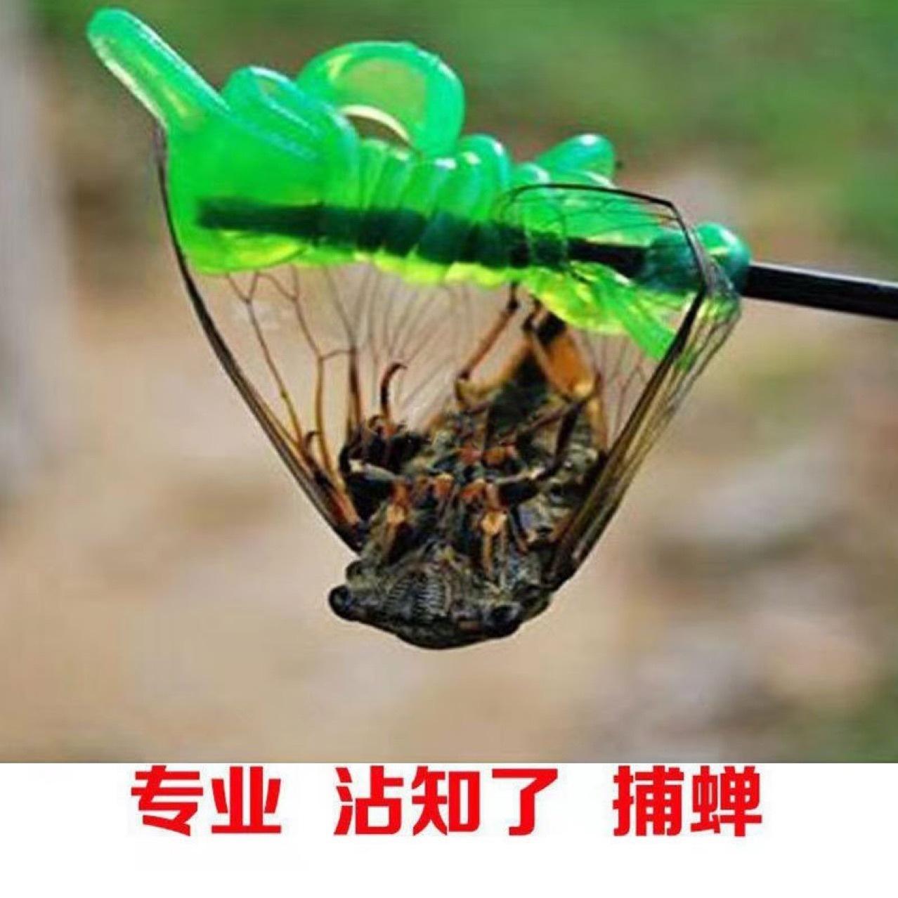 Main verte de cigale collante