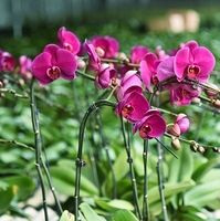Pot de fleurs en acier à poignée souple pour tiges d'orchidées - Durable et léger pour une utilisation en jardin, longue durée pour les rebords de fenêtre ensoleillés