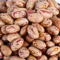 널리 사용되는 우수한 품질의 신장 핀토 콩 도매 빛 얼룩덜룩 한 신장 콩