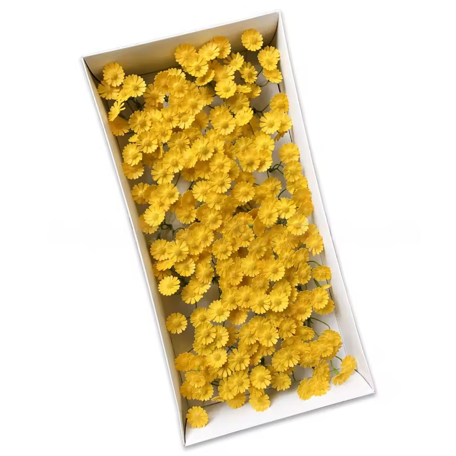 โกลเด้น