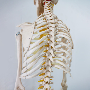 Educational <strong>Science</strong> <strong>Models</strong> Life-size Skeleton 180cm Tall - Product Image 6