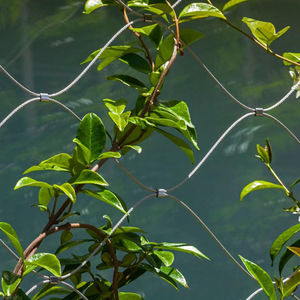 निर्माता के स्नैक स्टेनलेस स्टील रस्सी शुद्ध लचीला बुना हुआ तार पक्षी भाषा वन संरक्षण संयंत्र - Product Image 4