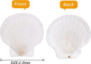30 Stuks 2 ''-3'' Natuurlijke Sint-Jakobsschelpen Witte Zeeschelpen Voor Decor Diy Ambacht Schilderij Oceaan Thema Feest Bruiloft - Product Image 2