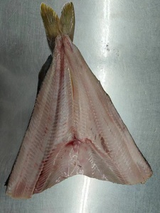 Filete de Atún <span class=keywords><strong>Atka</strong></span> Congelado, Pescado de Primera Calidad - Product Image 2