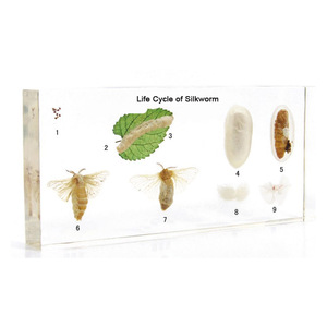 Gelsonlab HSBS-031 acrílico Mimesis de insecto palo muestra incluidas muestras biológicas - Product Image 5