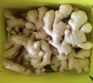 Tươi Gừng Hữu Cơ Giá Gốc Từ Trung Quốc 150G 200G 250G Số Lượng Lớn Tươi Khô Gừng Trung Quốc - Product Image 4