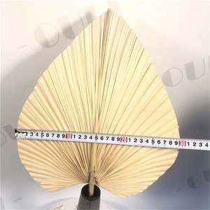 Q-1063 Feuilles de <span class=keywords><strong>palmier</strong></span> séchées naturelles, <span class=keywords><strong>éventail</strong></span> fleuri, écologique, décoration de mariage, Saint-Valentin, décoration de la maison - Product Image 4