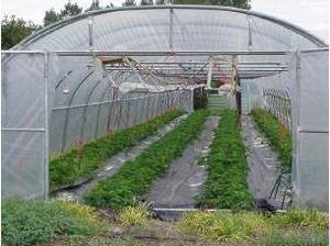 ฟิล์ม PE เรือนกระจกสองชั้นขนาดใหญ่สำหรับการเพาะปลูกเพื่อการเกษตรที่มีประสิทธิภาพ - Product Image 2