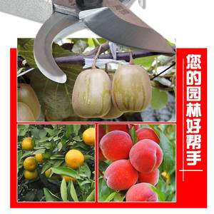 <span class=keywords><strong>Toraya</strong></span> H2 กรรไกรตัดแต่งกิ่งสวนมือเดียวผลิตในสวิสประสิทธิภาพสูง - Product Image 4