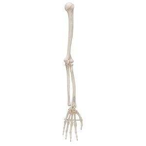 Modelo anatómico de <span class=keywords><strong>esqueleto</strong></span> de miembro <span class=keywords><strong>superior</strong></span> humano naturalmente flexible de tamaño natural para educación de estudiantes o pacientes en ciencia médica - Product Image 4