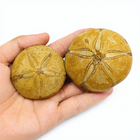 Épine de mer polie, spécimen naturel bien conservé, fossile de sand dollar, épine de mer étoilée, pour collection de paléontologie
