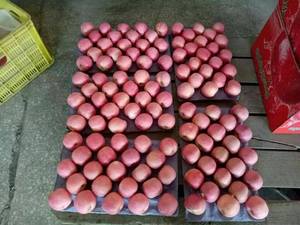 Pomme rouge Fuji fraîche chinoise, exportateur <span class=keywords><strong>de</strong></span> <span class=keywords><strong>pommes</strong></span> Fuji en Chine, douce et croustillante, vente en gros en vrac pour l'exportation - Product Image 3