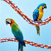 Corde de perchoir pour oiseaux en coton coloré, en forme de spirale, écologique, durable, avec barre d'escalade en forme de cloche et jouet à mâcher pour perroquet avec bungee