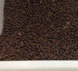 Frutos Secos Enteros de Ilex Cornuta <span class=keywords><strong>Lindl</strong></span> Ex Paxt, Recién Cosechados, Envasados al Vacío, para Té - Product Image 4