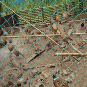 Poultry Chicken <strong>Wire</strong> <strong>Netting</strong> Chicken Net <strong>Plastic</strong> Chicken Fence Nets - Product Image 5