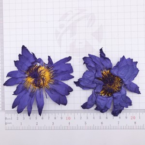 Fiori <span class=keywords><strong>di</strong></span> <span class=keywords><strong>Loto</strong></span> <span class=keywords><strong>Blu</strong></span> Essiccati all'Ingrosso, Erba Floreale <span class=keywords><strong>di</strong></span> Alta Qualità, Tè Nymphaea - Product Image 3