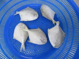 Buen precio Frozen Pomfret Fish White Pomfret Fish Chinese Pomfret Fish - Product Image 4