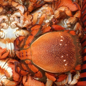 Cao cấp Hoang Dã đánh bắt Spanner cua toàn bộ nấu chín đông lạnh hải sản tươi sống động vật có vỏ lý tưởng cho khách sạn nhà hàng phục vụ và xuất khẩu - Product Image 3