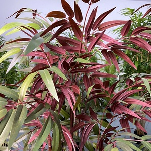 Arbre <span class=keywords><strong>artificiel</strong></span> de style naturel personnalisé en usine décor d'intérieur en <span class=keywords><strong>bambou</strong></span> presque nature à vendre - Product Image 4