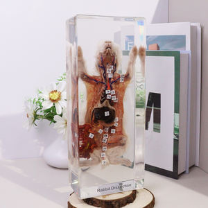 本物の動物樹脂標本剥製ウサギ解剖高校のための教育玩具 - Product Image 2