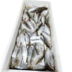 Sardinas Congeladas IQF al por Mayor, Sardinas a Granel en China, Exportación de Pescado Crudo - Product Image 4
