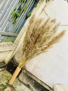 DRY PAMPAS GRASS <b>FLOWER</b> DECORATION - <b>DRIED</b> REAL <b>FLOWER</b> GRASSES - Product Image 3
