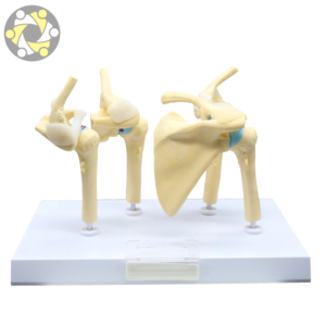 Médico enfermo 4 etapa osteoartritis <span class=keywords><strong>hombro</strong></span> modelo de enseñanza - Product Image 4