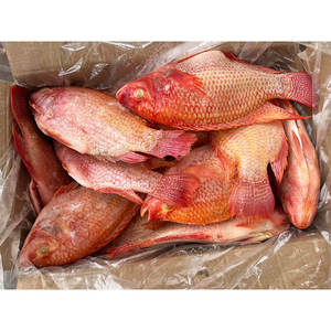 Tilapia Rouge Entière Congelée de Haute Qualité, Naturelle, Élevée en Ferme, Certifiée <span class=keywords><strong>BAP</strong></span> et ASC, Vente en Gros - Product Image 2