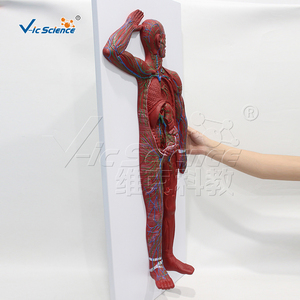 Modelo Anatómico de Tejido Linfático Sistémico de Cuerpo Completo en PVC, para Laboratorio de Anatomía Médica, con Certificaciones CE/ISO/ROHS/CNAS - Product Image 2