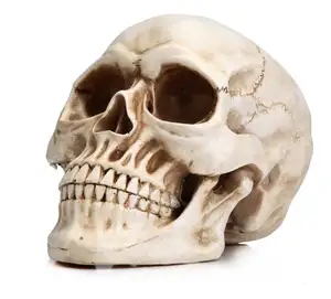 Polyresin Skull Kích Thước Cuộc Sống Sọ Người Mô Hình 1:1 Bản Sao Thực Tế Người Lớn Sọ Đầu Mô Hình Xương