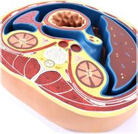 Sección Transversal Abdominal, Vértebra Torácica, Hígado, Intestino, Músculo, Corte Horizontal, AIDS, CE/ISO
