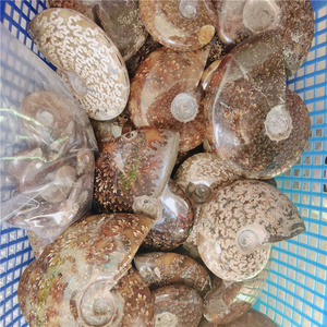 Commercio all'ingrosso Naturale Ammonite Fossil Lumaca Conch Fossil pietre e cristalli per la decorazione - Product Image 5