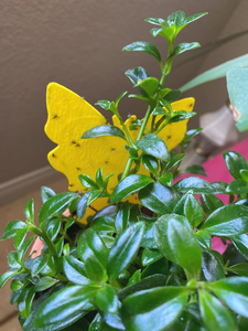 40-Pack 5-şekiller sarı süper yapışkan tuzaklar-mantar Gnat, meyve sinek uçan böcek yakalayıcı toksik olmayan, kokusuz, Pet & çocuk dostu - Product Image 5