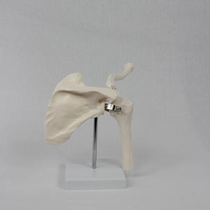 Modèle d'enseignement médical DARHMMY en PVC, modèle de squelette d'épaule humaine pour la formation des étudiants - Product Image 3