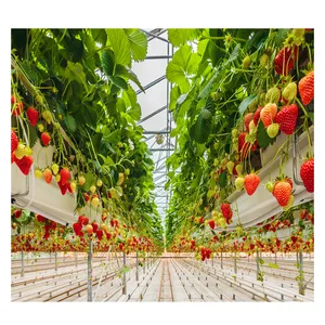 トマト/レタス/コショウ/葉の緑/ハーブ成長のための農業温室水耕栽培システム