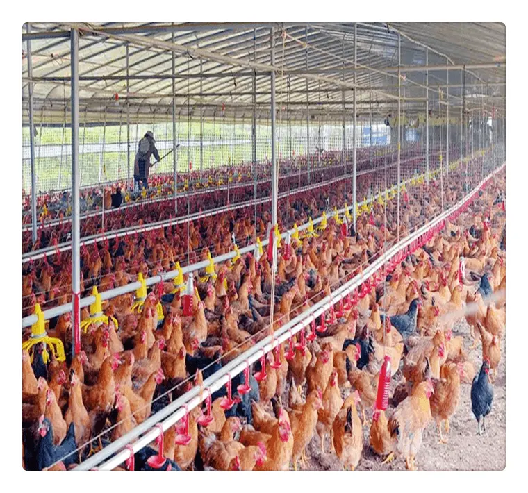 Neues Design Wirtschaft licher Bau der Geflügel zucht mit offenem Hühnerstall