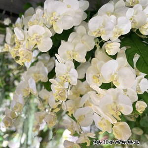 Premium Phalaenopsis Butterfly Orchid Fake Flowers Wedding Centerpieces House <strong>Decor</strong> Party <strong>Brithday</strong> <strong>Decor</strong> - Product Image 5