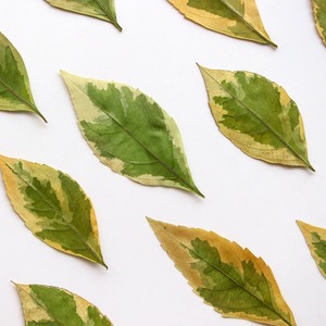 Hojas caídas manchadas Flores secas Especímenes de plantas en relieve Epoxi Marcapáginas hechos a mano Hojas Materiales Diy - Product Image 3