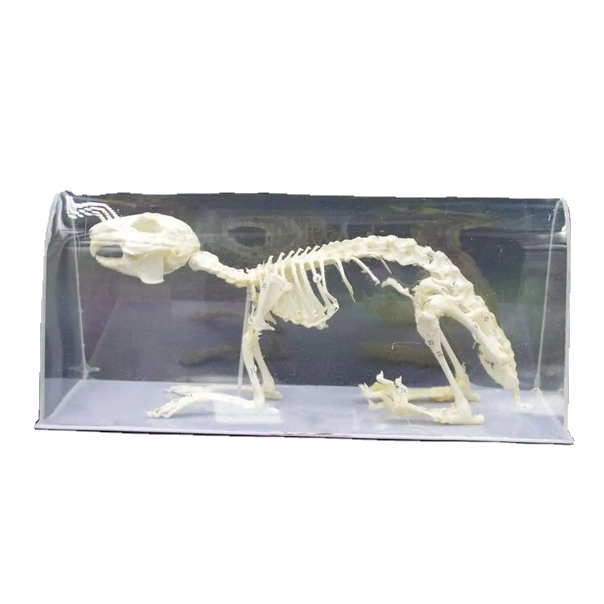 أرنب قالب هيكل عظمي-أرنب هيكل عظمي عينة العظام الطبيعية نموذج الحيوان الهيكل العظمي مختبر الدرجة عينة وسائل تعليمية التعلم