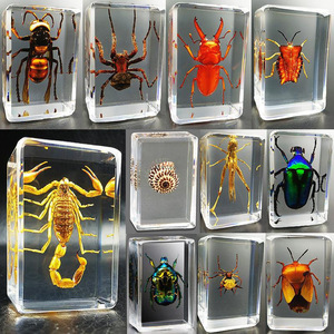 Serre-livres en résine cristalline ambre avec spécimen de scarabée Kun véritable et papillon, décoration artisanale miniature, fabriqué sans… (infini) - Product Image 2