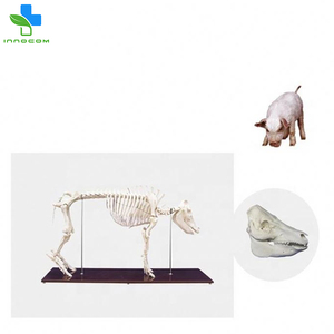 Herramienta de entrenamiento anatómico animal médico modelo de <span class=keywords><strong>esqueleto</strong></span> de <span class=keywords><strong>cerdo</strong></span> de PVC de tamaño Natural - Product Image 3
