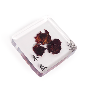 Réel Plante Presse-papiers taxidermie Éducatif Résine Modèle Biologique d'Insecte Bug Beetle Spécimen Aide Pédagogique Fourniture - Product Image 4