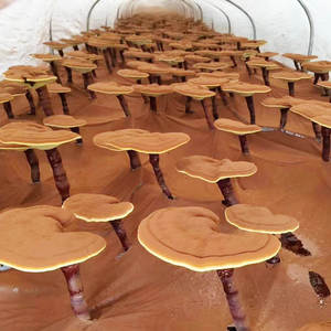 OEM ODM <span class=keywords><strong>Reishi</strong></span> mantarı kapsül mantar özü kapsül - Product Image 5