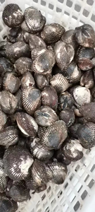 หอยเลือดแช่แข็งอาหารทะเล - Product Image 2