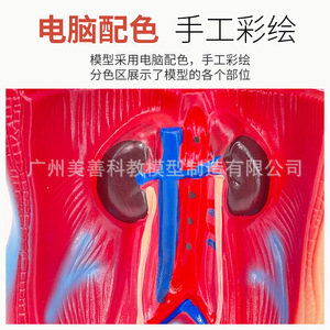 Modèle d'anatomie humaine de 28 cm, cœur et cerveau, modèle de structure humaine, organes médicaux, modèle d'enseignement du torse, modèle d'organes internes - Product Image 5
